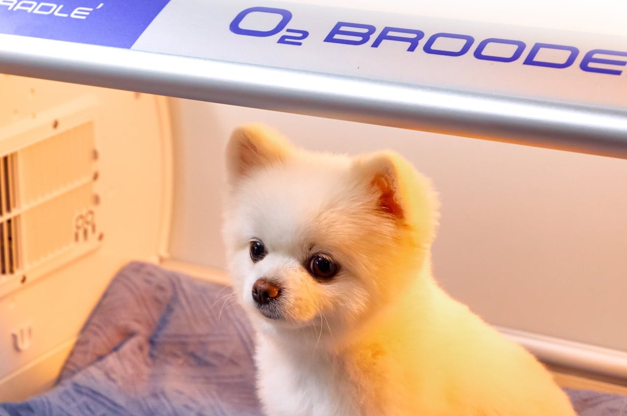 Небольшая собака внутри Curadle Pet O2 Brooder 90