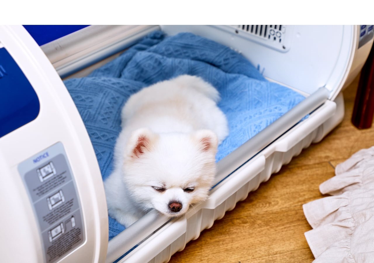 Собака выходит из Curadle Pet O2 Brooder 90