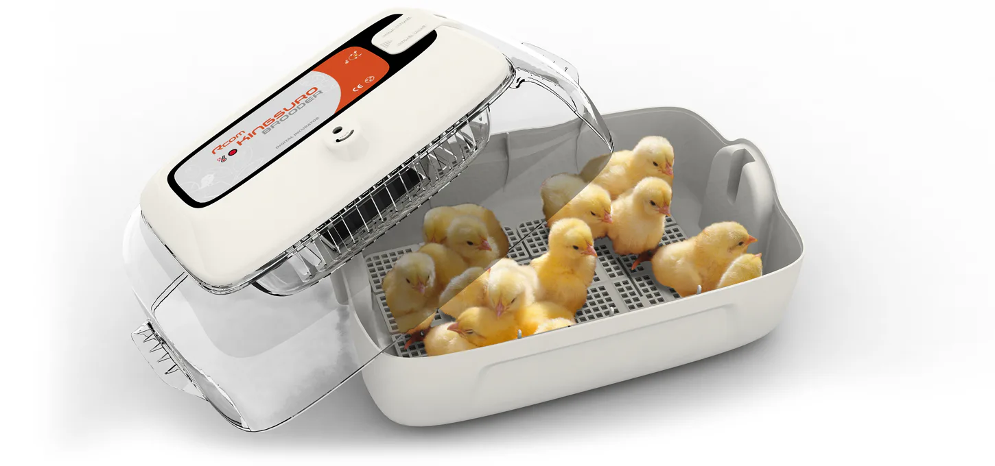 Rcom KINGSURO ECO BROODER: Брудер с молодняком